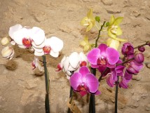 Les Orchidées