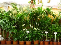 Plantes Vertes