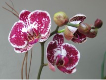 Orchidées