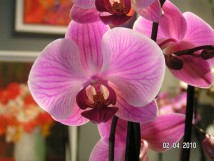  Orchidée 1 branche 19€