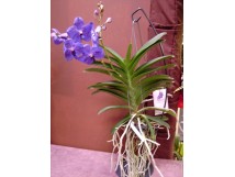 Orchidée "VANDA" bleue, 2 tiges florales