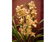 Orchidée "cymbidium" jaune, 4 tiges 