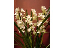 Orchidée "cymbidium" blanche