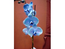 Orchidée "phalaenopsis" bleue