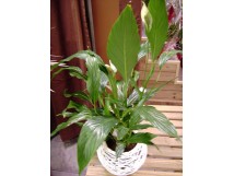 Spathiphyllum et son pot en rotin blanc