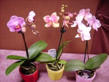 Minis orchidées phalaenopsis