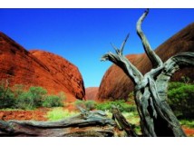 Voyage nature et éthique : Australie 