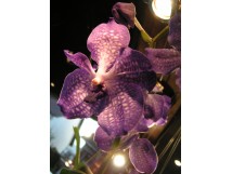 Orchidee