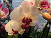 Orchidee