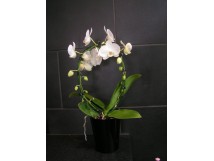 Orchidee