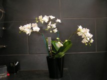 Orchidee