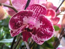 Orchidee