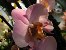 Orchidee