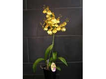 Orchidee