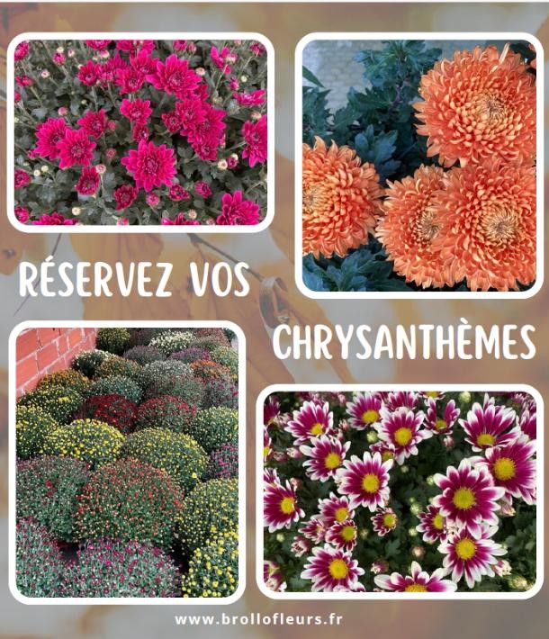 La Toussaint approche, commandez vos chrysanthèmes !