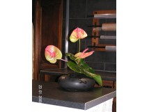 Anthurium