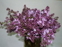 Lilas de Jardin