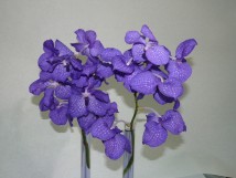 Orchidée Vanda