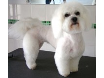 COUPE "MOUTON" sur BICHON FRISE