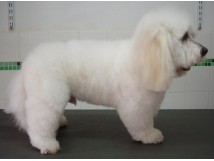 COUPE "PELUCHE" sur COTON DE TULEAR