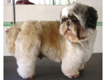 COUPE "PELUCHE" sur SHI TZU