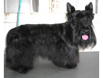 EPILATION sur SCOTTISH TERRIER