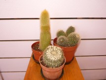 Cactus