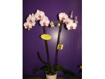 Orchidées