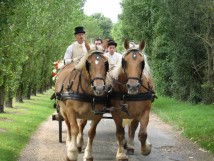 Attelage pour les mariages