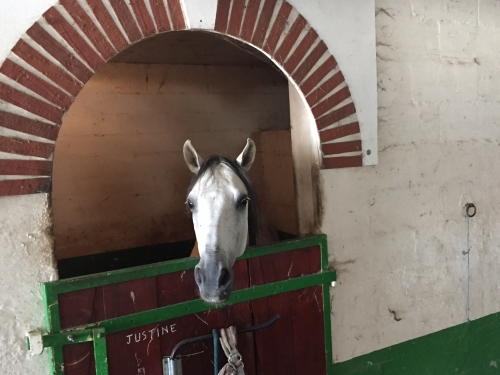 Pension chevaux poney Pré-Box