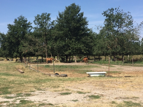 Pension chevaux poney Pré-Box Travail