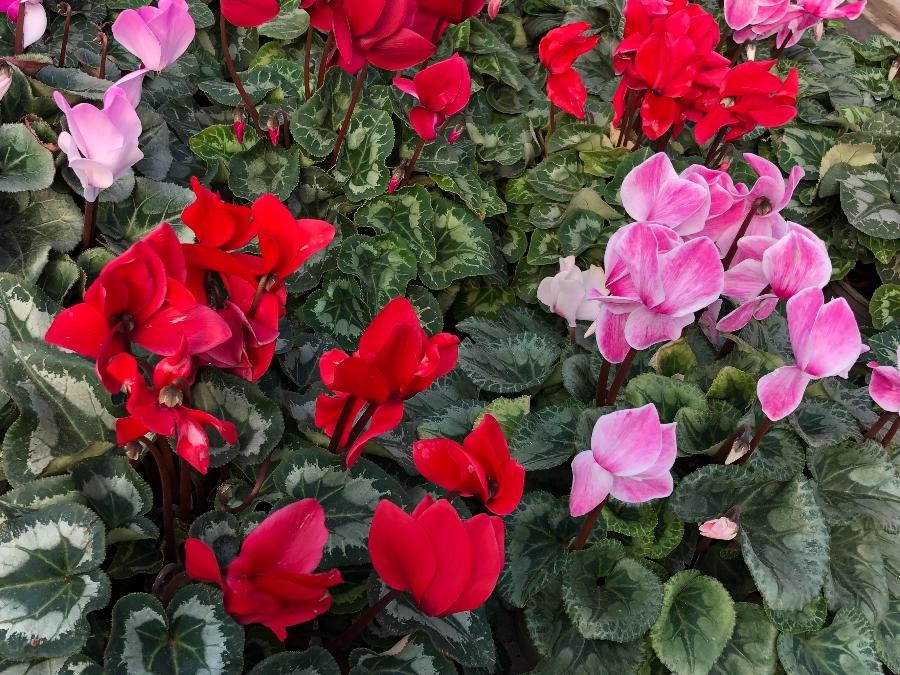 Gros cyclamen