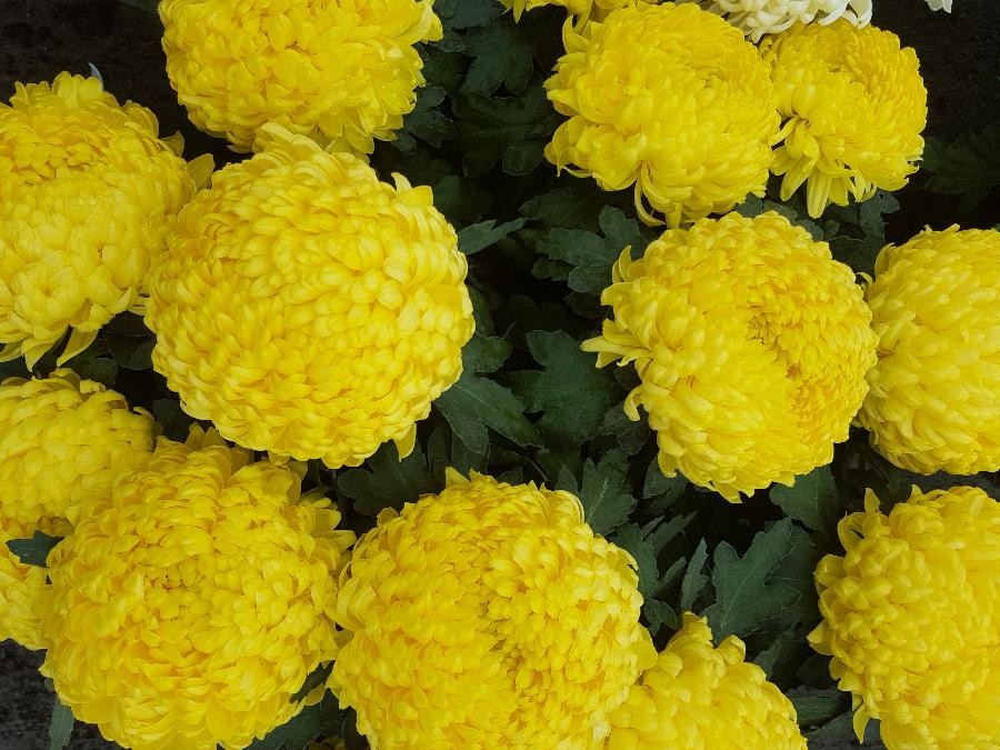 Chrysanthèmes grosses fleurs 