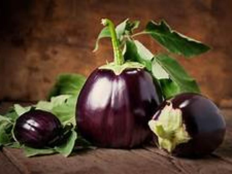 Aubergine 