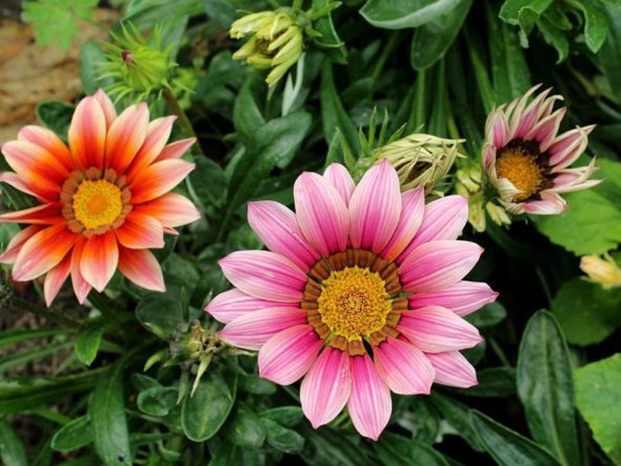 Gazania