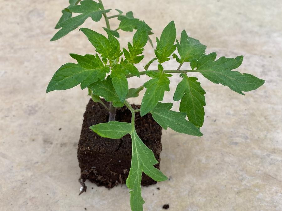 Tomate Marmande