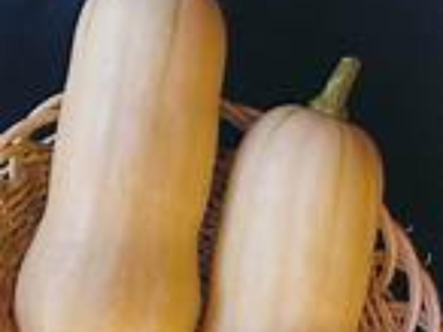 Butternut