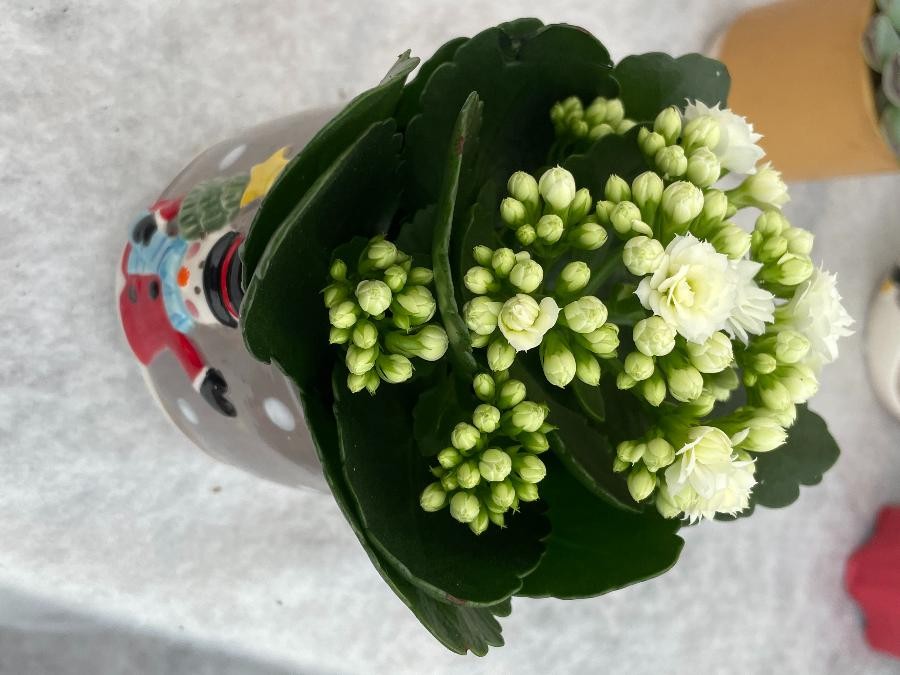 Arrangement pot  kalanchoé