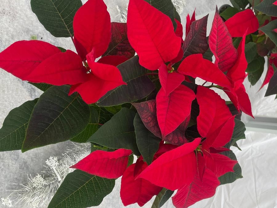 Poinsettia 