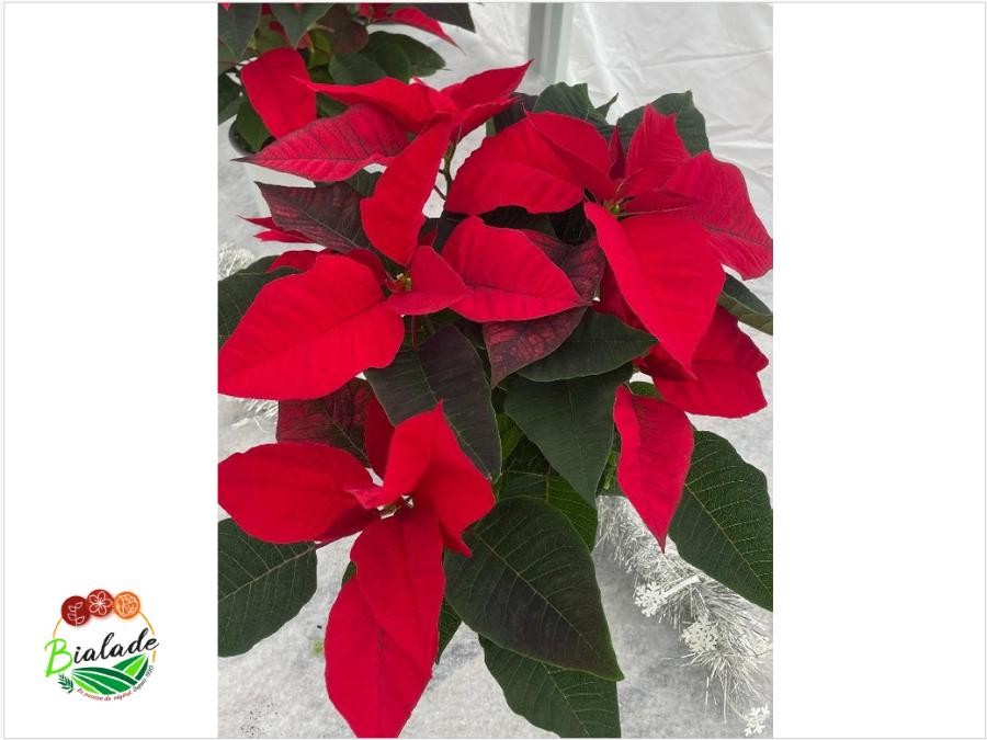 Poinsettia