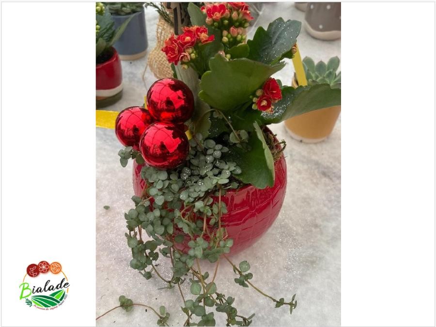 Composition noël kalanchoe rouge