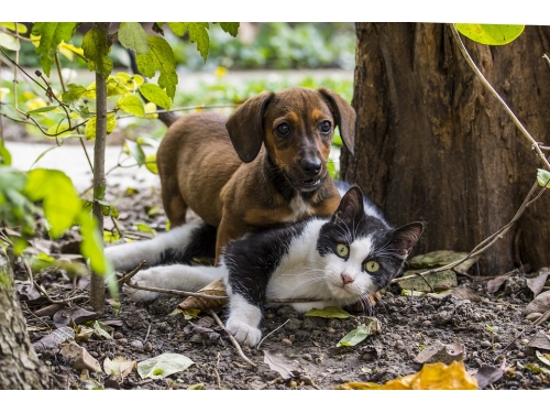 J- ANIMAUX DOMESTIQUE.